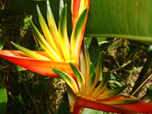 heliconia